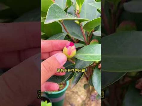 茶花擋煞|「化煞聚財」植栽7要點曝！命理專家指大門最關鍵：。